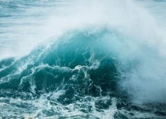 I giganti d’acqua hanno fame d’aria, dall’Italia alle Hawaii al Giappone