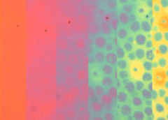 Si ispira al polpo la pelle sintetica che cambia colore