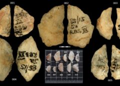 Scoperte le più antiche armi avvelenate, sono frecce di 60mila anni fa