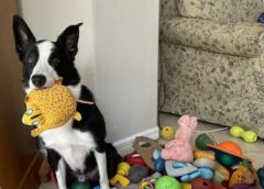 Alcuni cani possono imparare nuove parole origliando