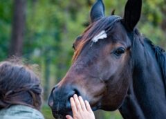 I cavalli fiutano la paura umana