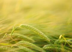 L'orzo ha geni che lo aiutano a germinare in terreni allagati