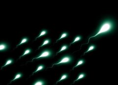 Gli spermatozoi hanno un orologio biologico, è nascosto nel loro Rna