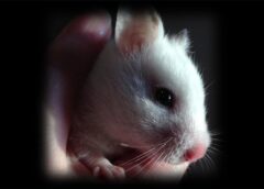 Una terapia genica spegne gli interruttori del dolore