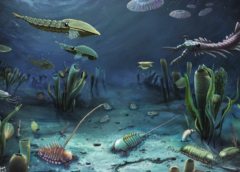 Da fossili di 512 milioni di anni fa il ritratto di un ecosistema