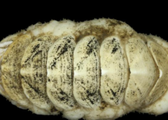 Il nome di un mollusco degli abissi selezionato da 8mila proposte inviate sul web   VIDEO