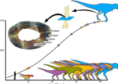 Il T. rex cresceva lentamente, diventava adulto a 40 anni