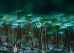 È nei geni l'arma delle piante contro la mancanza di ossigeno