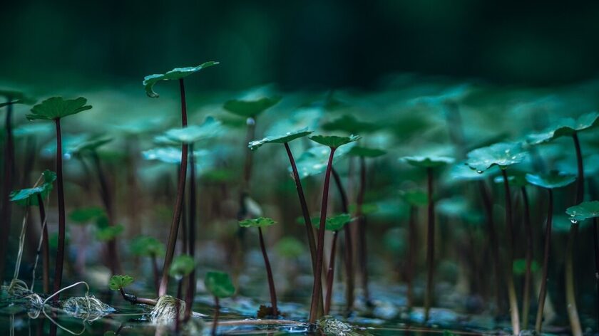 È nei geni l'arma delle piante contro la mancanza di ossigeno
