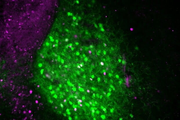 Se si dorme male in un letto nuovo, il segreto è in un gruppo di neuroni
