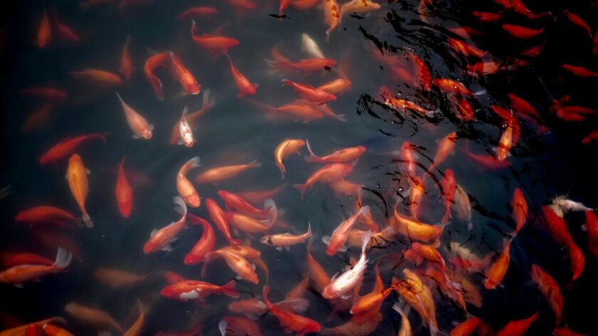 I pesticidi nemici dei pesci anche a basse dosi, accorciano la vita